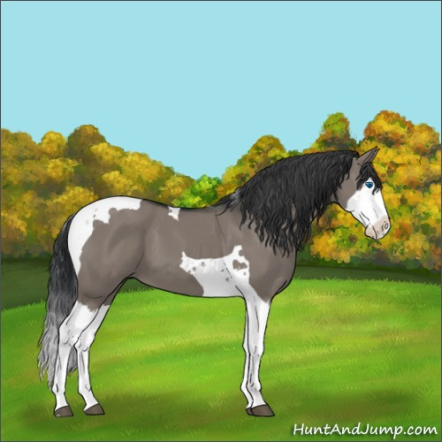 Horse Color:Grullo Splash Tobiano 