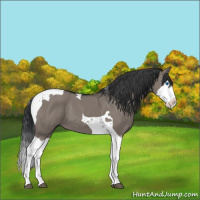 Horse Color:Grullo Splash Tobiano 