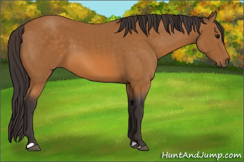 Horse Color:Buckskin 