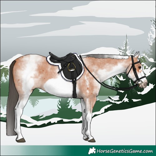Horse Color:White Spotted Bay Sabino Frame 