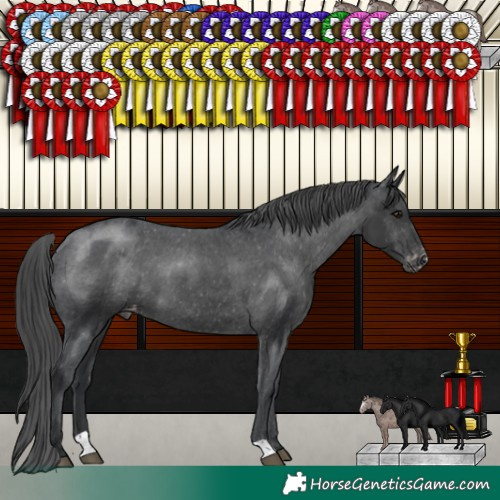 Horse Color:Black Appaloosa 