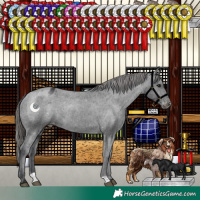 Horse Color:Black Appaloosa