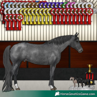 Horse Color:Black Appaloosa