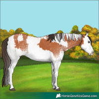 Horse Color:White Spotted Bay Splash  and White Spotted Bay Splash Rabicano 