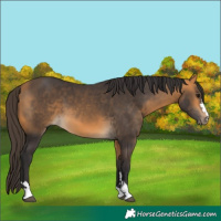 Horse Color:Buckskin 