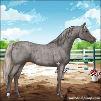 Horse Color:Silver Blue Roan 