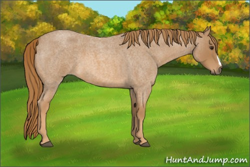 Horse Color:Unknown 