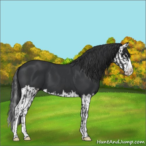Horse Color:Black and Black Splash