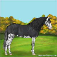 Horse Color:Black  and Black Splash 