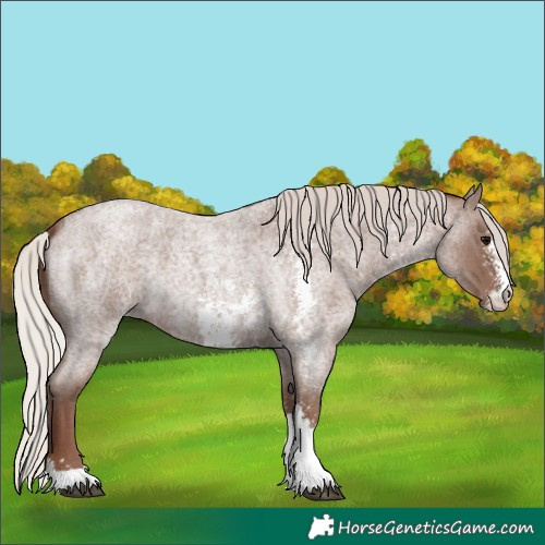Horse Color:Silver Blue Roan Sabino