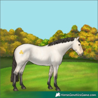 Horse Color:Buckskin Roan Dun 