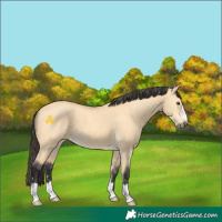 Horse Color:Buckskin Dun 