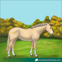Horse Color:Palomino Dun 