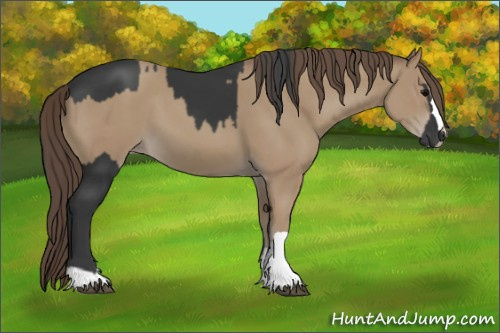 Horse Color:Black  and Classic Champagne 