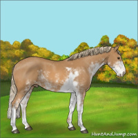 Horse Color:Chestnut Sabino