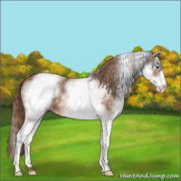 Horse Color:White Spotted Chestnut Sabino 