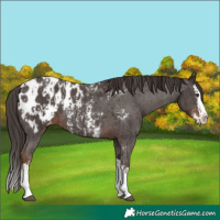 Horse Color:Liver Chestnut Sabino Splash Appaloosa  and Liver Chestnut Sabino Splash Appaloosa 