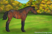 Horse Color:Black  and Brown 