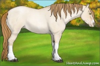 Horse Color:Red Dun Roan Pearl Tobiano Frame 