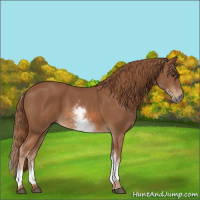 Horse Color:White Spotted Chestnut Sabino 