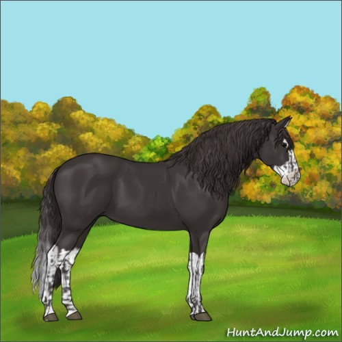 Horse Color:Smoky Black and Smoky Black Splash