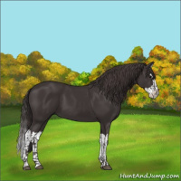 Horse Color:Smoky Black  and Smoky Black Splash 