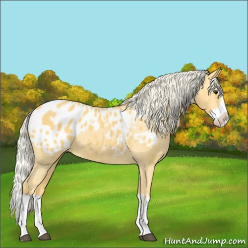 Horse Color:Palomino Splash Appaloosa 