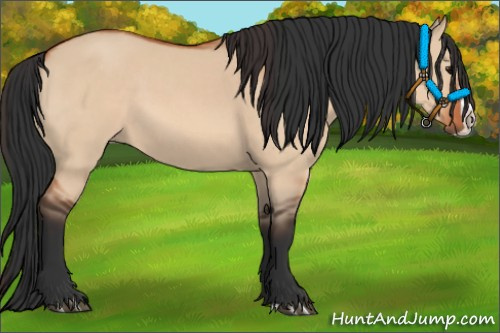 Horse Color:Bay Dun and Bay Dun Splash