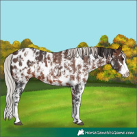 Horse Color:Brown Sabino Splash Appaloosa and Silver Brown Sabino Splash Appaloosa