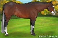 Horse Color:Bay Splash Frame Rabicano