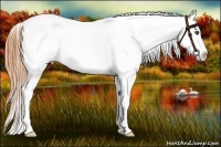 Horse Color:White Spotted Buckskin Dun Blanket