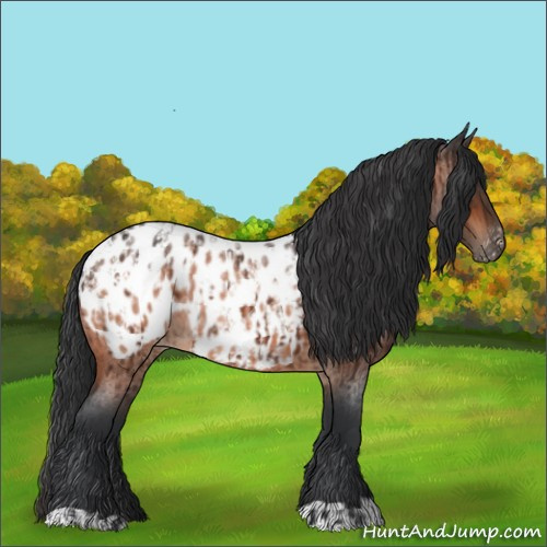 Horse Color:Brown Roan Appaloosa and Brown Roan Appaloosa