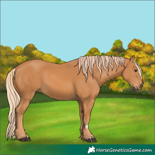 Horse Color:Chestnut 