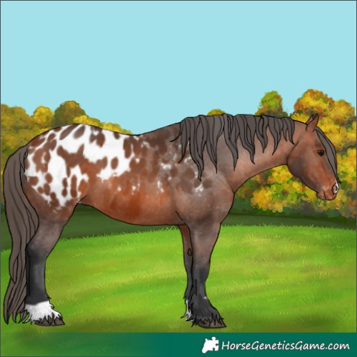 Horse Color:Bay Appaloosa  and Bay Appaloosa 