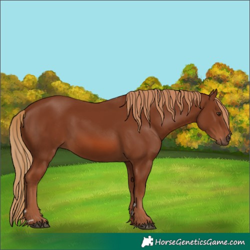 Horse Color:Chestnut 