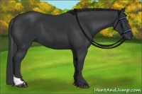 Horse Color:Black Tobiano Rabicano 