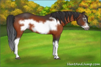 Horse Color:Bay Splash Frame 