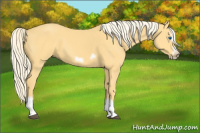 Horse Color:Palomino Splash Frame 