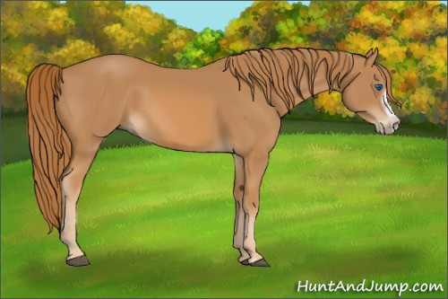 Horse Color:Chestnut Splash Frame 