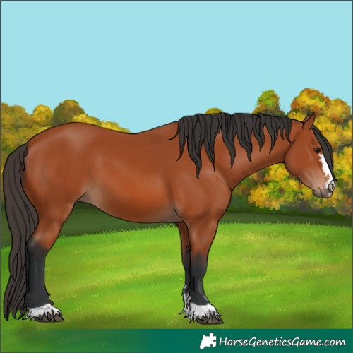 Horse Color:Bay 