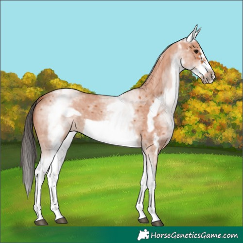 Horse Color:White Spotted Bay Sabino Frame