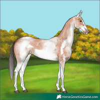 Horse Color:White Spotted Bay Sabino Frame