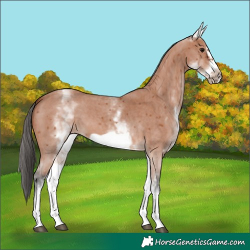 Horse Color:White Spotted Bay Sabino Frame