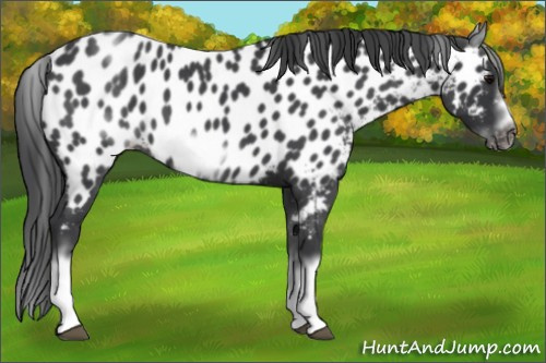 Horse Color:White Spotted Blue Roan Splash Frame Appaloosa 