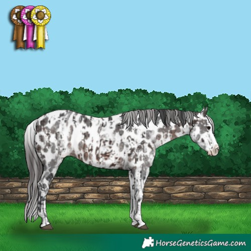 Horse Color:Brown Sabino Splash Appaloosa  and White Spotted Brown Sabino Splash Appaloosa 