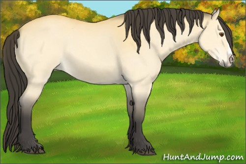 Horse Color:Buckskin Dun Splash
