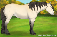 Horse Color:Buckskin Dun Splash 