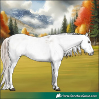 Horse Color:Liver Red Dun Appaloosa  and Gray Liver Red Dun Appaloosa 