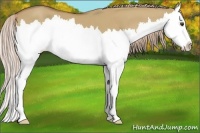 Horse Color:Palomino Dun Sabino Splash 