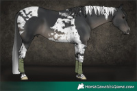 Horse Color:Black Tobiano 
